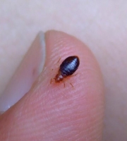 bedbug2 (2)